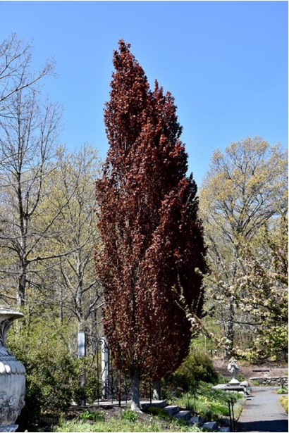 Бук європейський Рохан Обеліск
